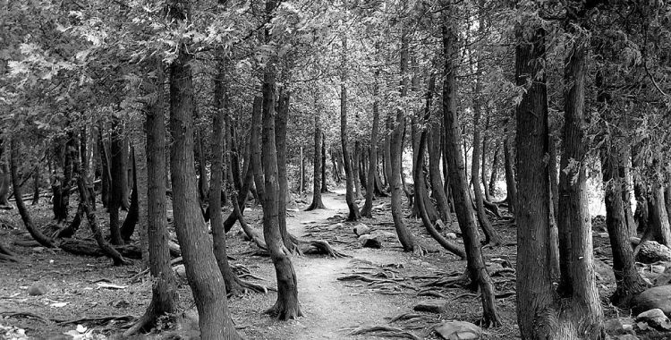 1024px-Bruce_Peninsula_Trail